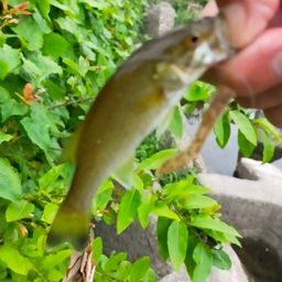 スモールマウスバス