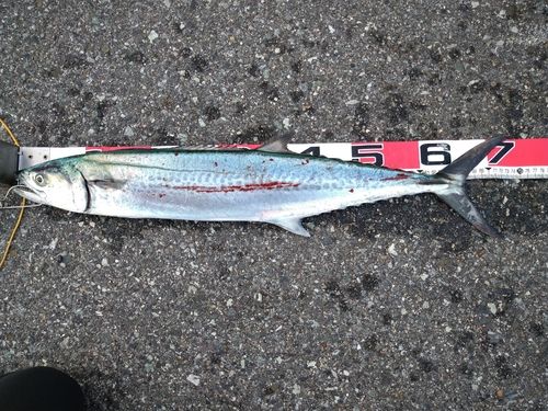 サワラの釣果