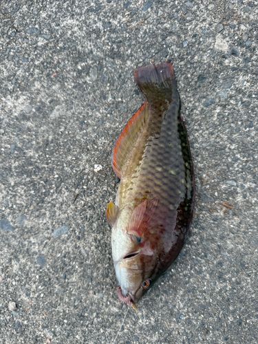 ベラの釣果