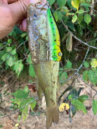 ラージマウスバスの釣果