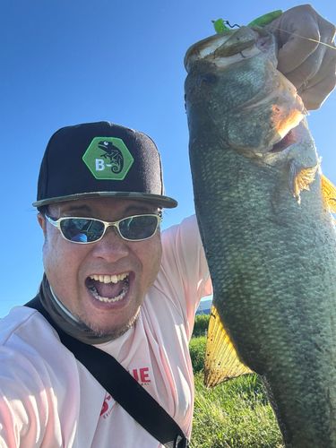 ブラックバスの釣果