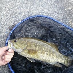 スモールマウスバス