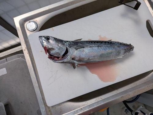 カツオの釣果