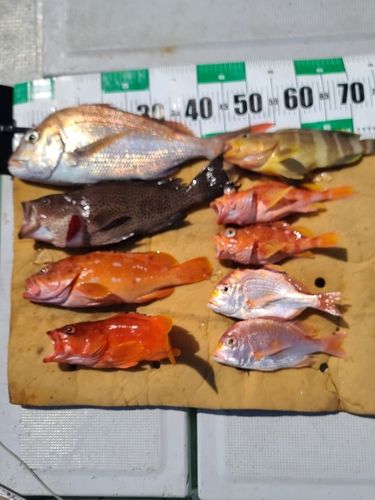 マダイの釣果
