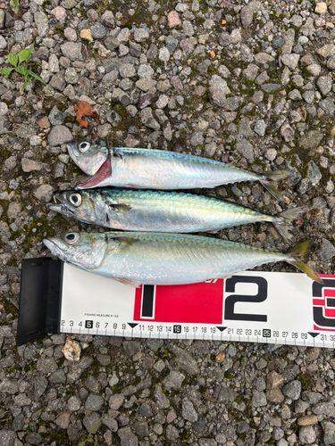 サバの釣果
