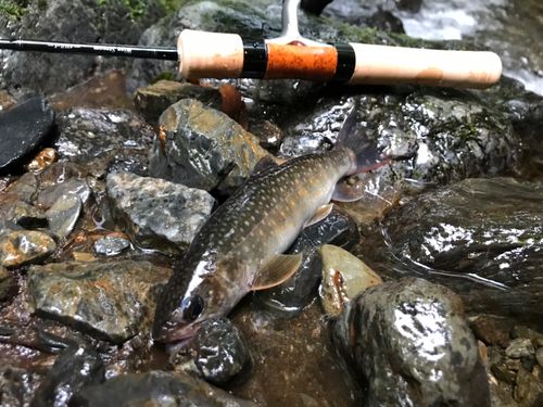 イワナの釣果