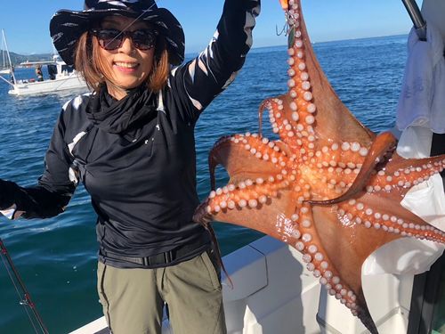 タコの釣果
