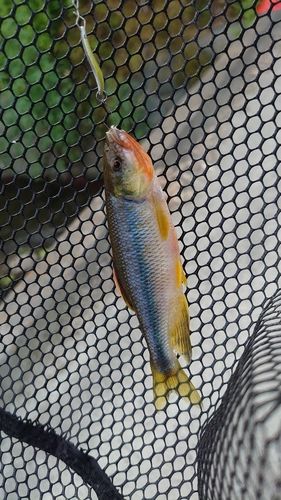 カワムツの釣果