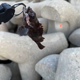 ムラソイ
