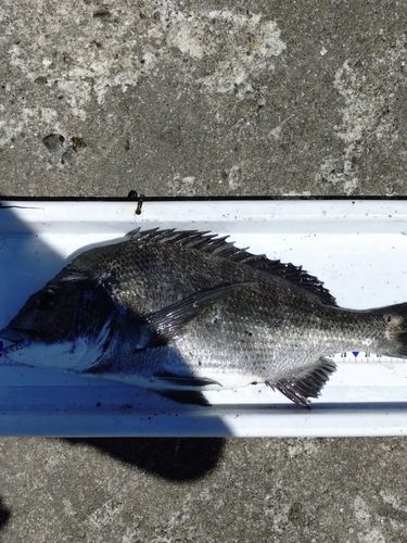 クロダイの釣果