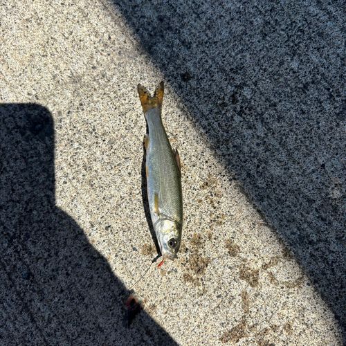 マハゼの釣果