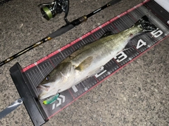 シーバスの釣果