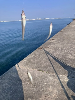 キスの釣果