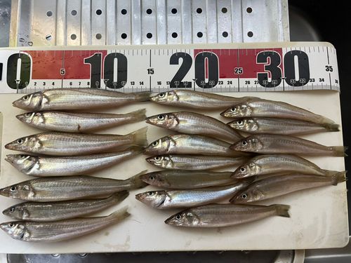 キスの釣果