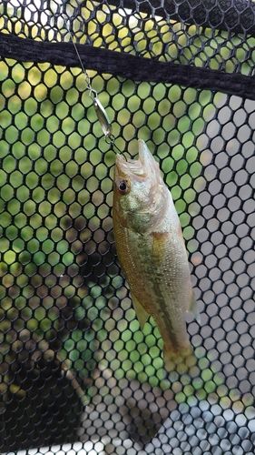 ラージマウスバスの釣果