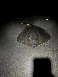 アカエイの釣果