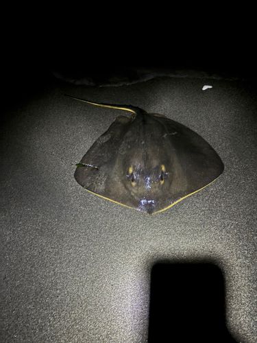 アカエイの釣果