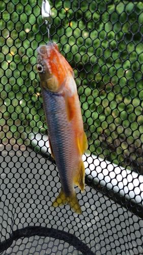 カワムツの釣果