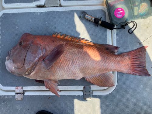 コブダイの釣果