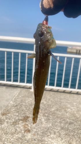 マハゼの釣果