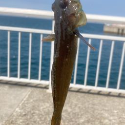 マハゼ