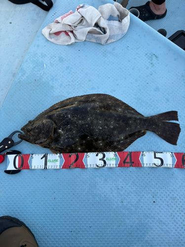 ヒラメの釣果