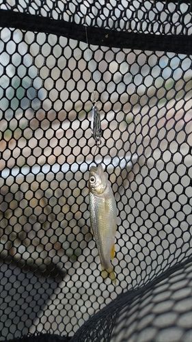 カワムツの釣果