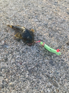 カジカの釣果
