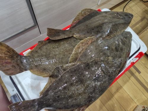 ヒラメの釣果