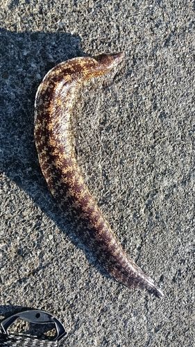 ウツボの釣果