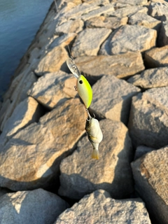 クサフグの釣果