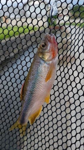 カワムツの釣果