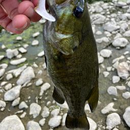 スモールマウスバス