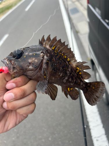 オウゴンムラソイ