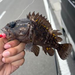 オウゴンムラソイ