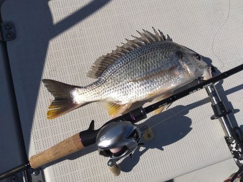 キビレの釣果