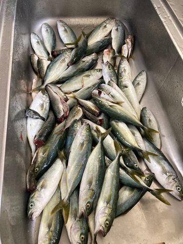 釣果