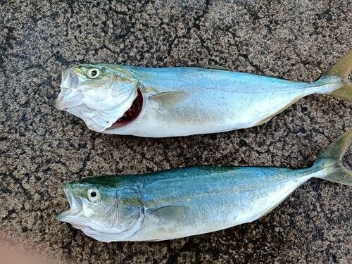 ワカシの釣果