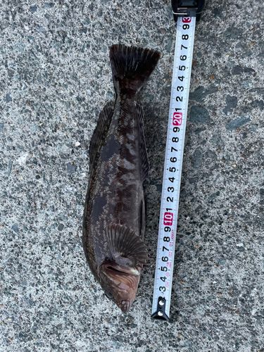 アイナメの釣果