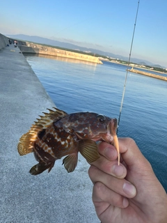 キジハタの釣果