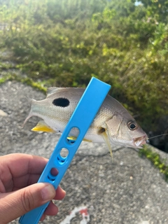 クロホシフエダイの釣果