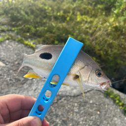 クロホシフエダイ