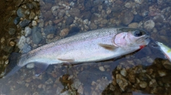 ニジマスの釣果