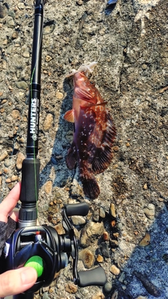 キジハタの釣果