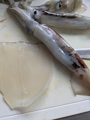 スルメイカの釣果