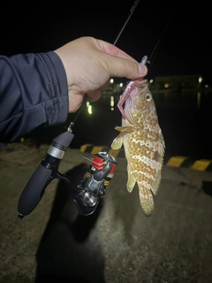 キジハタの釣果