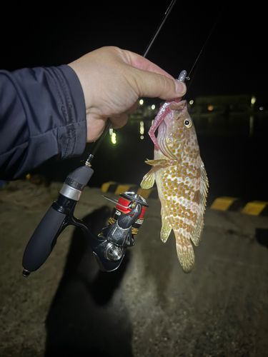 キジハタの釣果