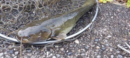 ナマズの釣果