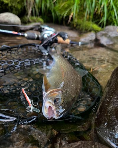 ニジマスの釣果