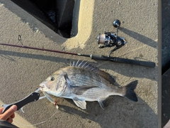 クロダイの釣果